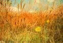 Corn Field
